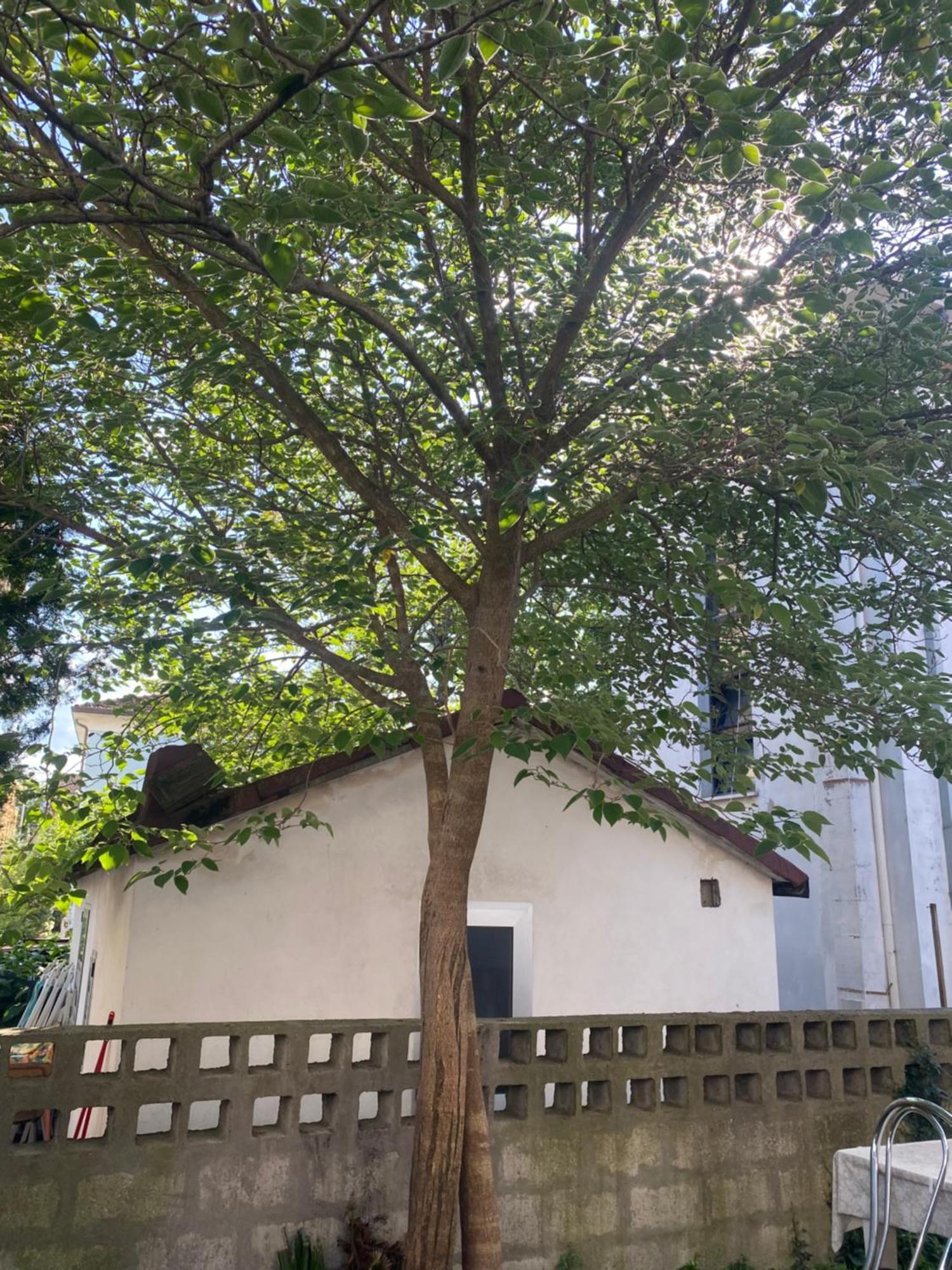 Casa Elisa 8 Villa Белариа-Игеа Марина Екстериор снимка